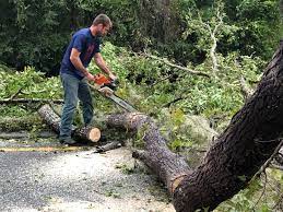  Harrison, NY Tree Removal Services Pros