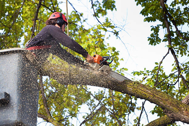 Best Tree and Shrub Care  in Harrison, NY