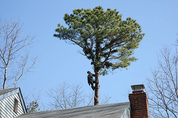 Best Arborist Consultation Services  in Harrison, NY