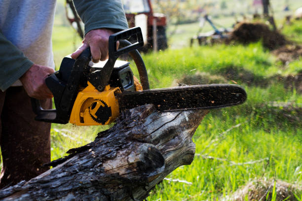 Trusted Harrison, NY Tree Removal Services Experts