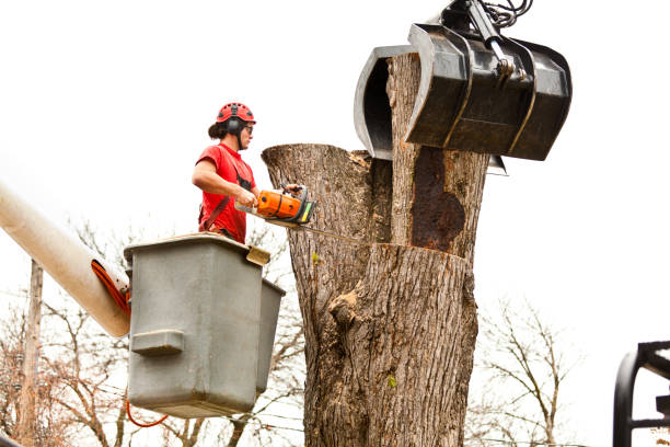 How Our Tree Care Process Works  in  Harrison, NY